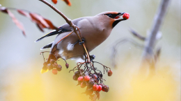 Пьяная залетная: как помочь наевшейся перебродивших ягод птице