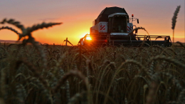 Путин сообщил о хорошем урожае пшеницы в России: «Первое место в мире по экспорту»