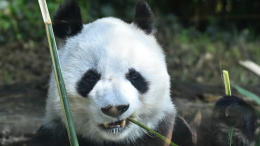 «Мохнатая дипломатия»: почему Китай забрал своих панд из США