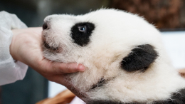 Как быстро растут чужие панды: дочь Диндин все больше похожа на маму