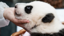Уехал довольный: как прошел осмотр малышки-панды из Московского зоопарка китайским зоологом