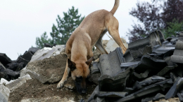 Наставники НАТО готовили собак-подрывников для работы на Украине