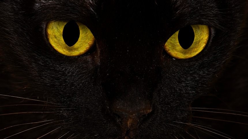 Жертвы суеверий: как приметы испортили жизнь черным кошкам