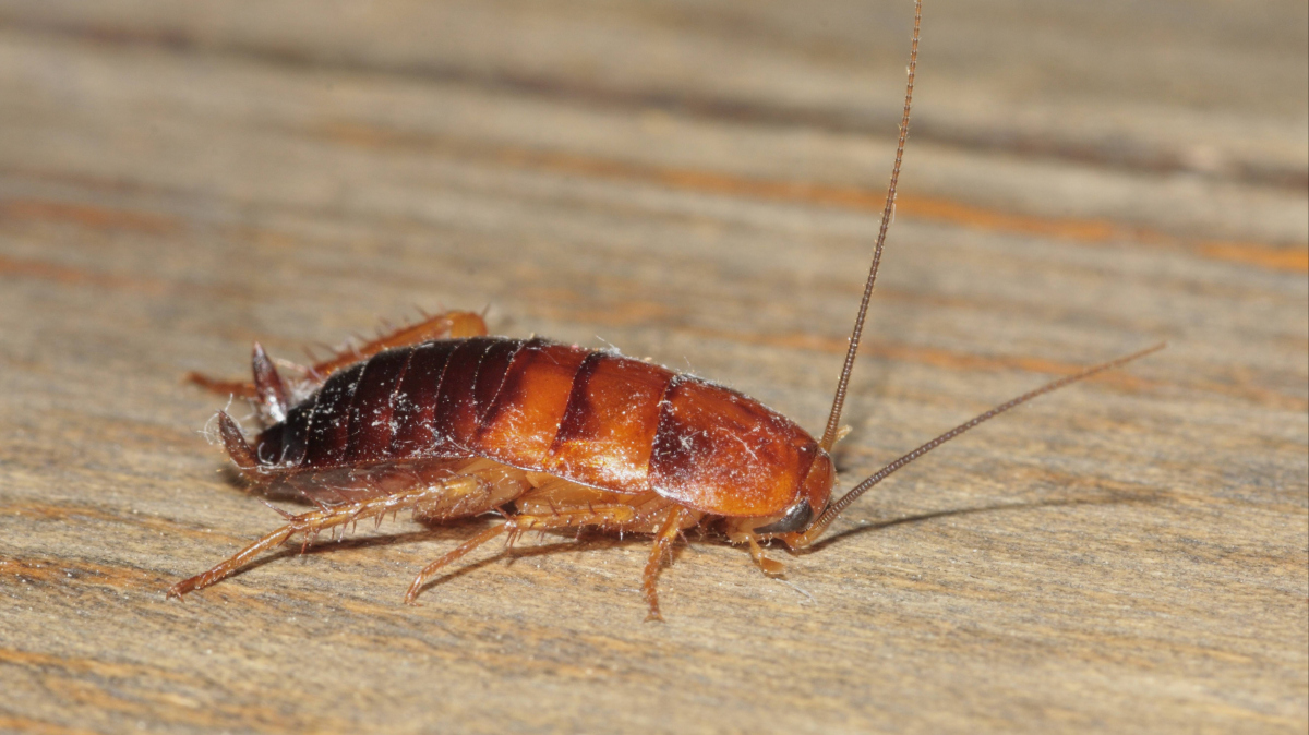 Как травить тараканов борной кислотой – 10 народных средств
