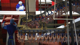 ФАС проводит антикартельные проверки 12 производителей яиц и курятины