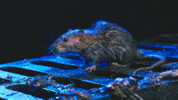 Кошки-мышки: как навсегда избавиться от крыс в доме