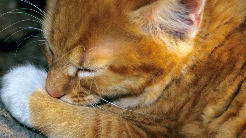 Маленькое чудо: в Уфе ветеринары спасли котенка с врожденной травмой лапок