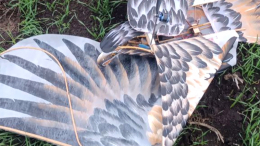 Орел с сюрпризом: замаскированный под птицу украинский БПЛА посадили в зоне СВО