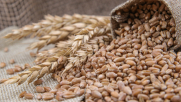 Правительство РФ рассматривает запрет на вывоз зерновых