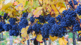 Рекордные урожаи: как ученые и аграрии развивают виноградарство в России