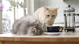 Опасные лакомства: какими продуктами со стола категорически нельзя угощать кошек
