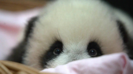 Косолапый малыш: в московском зоопарке маленькая панда учится ходить