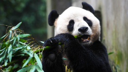 Черно-белая политика: как панды стали главными дипломатами Китая