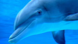 Скрещивание дельфина с коровой: как и для чего это делают ученые