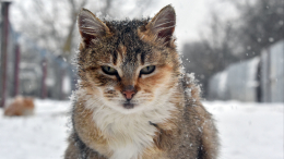 Украина начала «мобилизацию» кошек