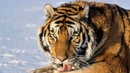 Местные сидят по домам: как в Хабаровском крае ищут тигра-убийцу