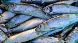 Пять признаков свежей рыбы: как выбрать главный ингредиент для селедки под шубой