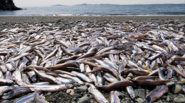 Последствия сброса воды с «Фукусимы»? Тонны рыбы выбросило на берег Японии