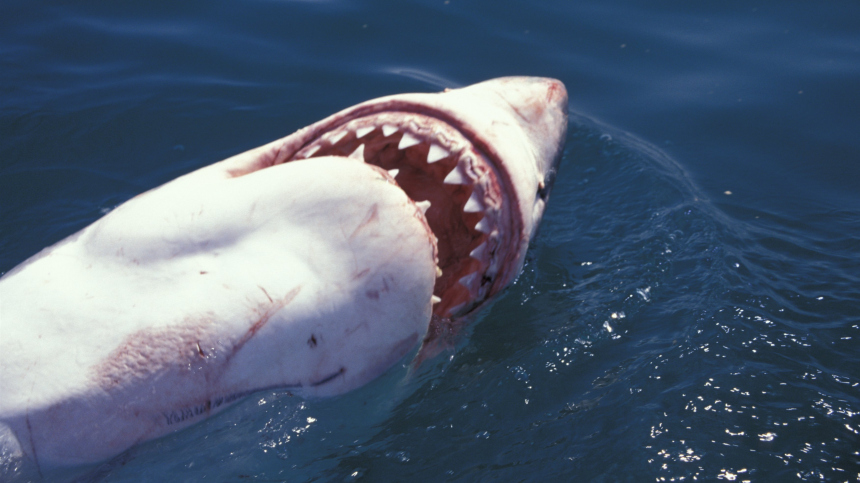 Почему не стоит уплывать от акулы: наглядное видео от первого лица