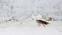 В Финляндии обнаружили ранее не встречавшихся в стране тараканов