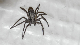 К радостям или печалям: о чем говорят приметы о пауках и можно ли их убивать