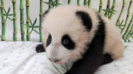Уже виден прогресс! Малышка-панда из Московского зоопарка встала на четыре лапы
