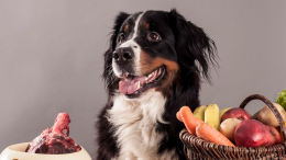 Яд для четвероногих: какими продуктами с новогоднего стола нельзя кормить собак
