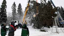 В Выборгском районе срубили главную елку Петербурга