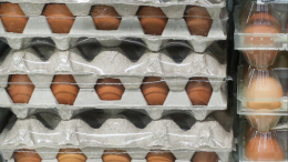Повышенный спрос: власти нашли способ снизить цены на яйца