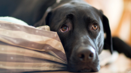 Верные друзья: какие болезни собаки могут почувствовать до появления симптомов