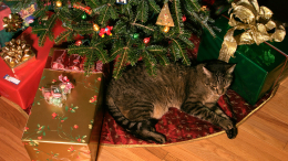 Как уберечь новогоднюю елку от домашних животных: действенные советы