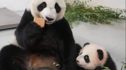 «Мам, дай»: маленькая панда из Московского зоопарка захотела попробовать выпечку
