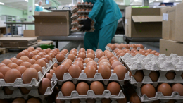Россию освободят от пошлины на импорт куриных яиц