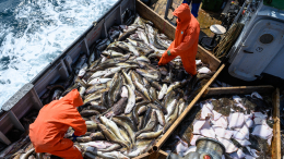 «Не ново»: зачем Запад распространяет вбросы об угрозе от рыбаков РФ для Дании