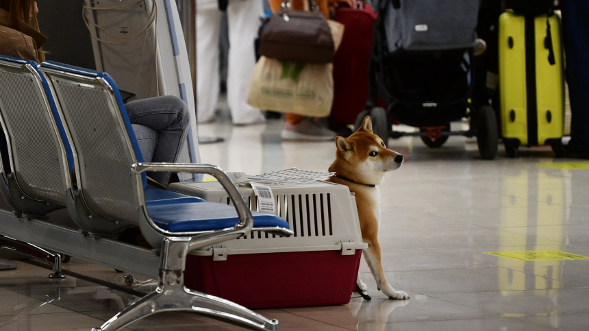 «Аэрофлот» временно разрешил перевозить животных на соседнем кресле