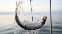 «Болевой шок»: как запрет США на импорт рыбы из РФ отразится на американцах