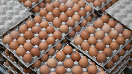 «Не жадничайте» — Путин пошутил о поставках яиц из Белоруссии