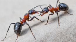 Как избавиться от муравьев? Существуют два продукта, которые есть в каждом доме