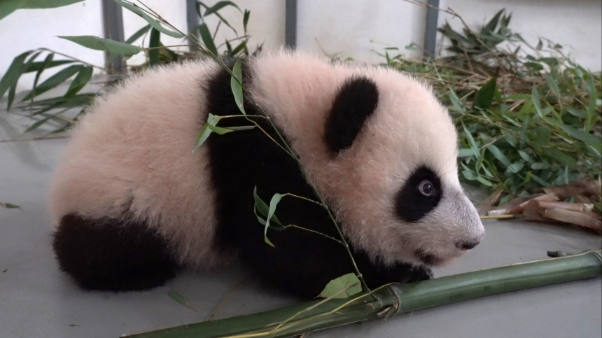 Как назвали малышку-панду из московского зоопарка