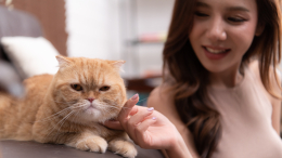 Маленькие любимцы: могут ли кошки распознавать речь своих хозяев