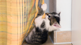 Отталкиваемся от противного: четыре способа отучить кота драть шторы