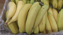 Импортеров предупредили о проблемах с бананами из-за ситуации в Эквадоре