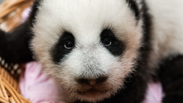 Самый милый перекус: панда Катюша учится у мамы есть бамбук