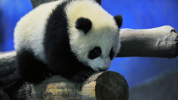 Учится самостоятельности: панда Катюша пьет водичку и точит коготки