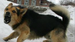 Кровь стынет: почему в Хабаровске произошла трагедия из-за стаи бродячих собак