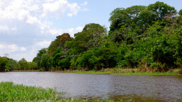 Увиденное шокирует: леса Амазонки просветили лазером и нашли затерянные города