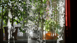 Зеленые помощники: эти комнатные растения заменят вам в доме воздухоочиститель