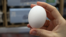 Знают не все: чем импортные яйца отличаются от российских