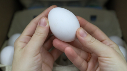 ФАС возбудила антимонопольные дела против трех производителей яиц