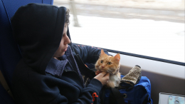Проводница выбросила из поезда кота, посчитав его бездомным — видео